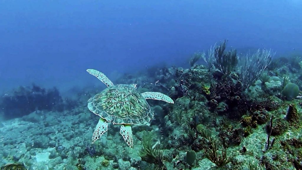 Scuba Diving in Antigua