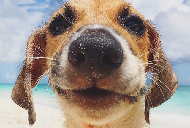 Potcake Puppy Close-up in Providenciales Turks and Caicos