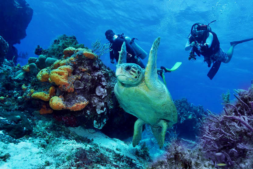 Snorkeling in Providenciales Turks and Caicos