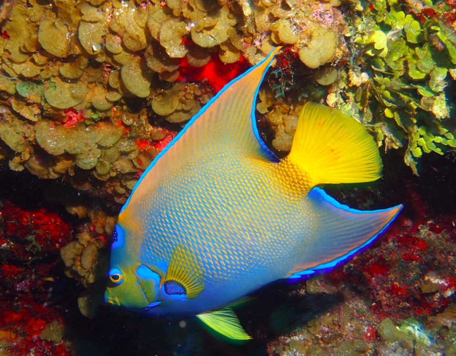 Colorful Fish in Turks and Caicos