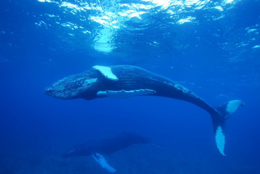 whale in turks and caicos